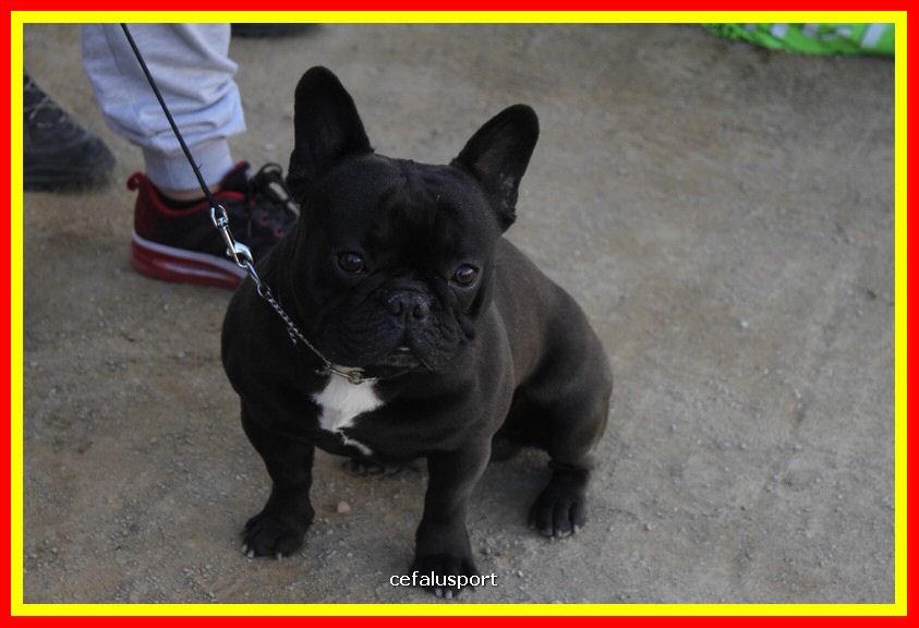 180311 mostra_canina 104.jpg